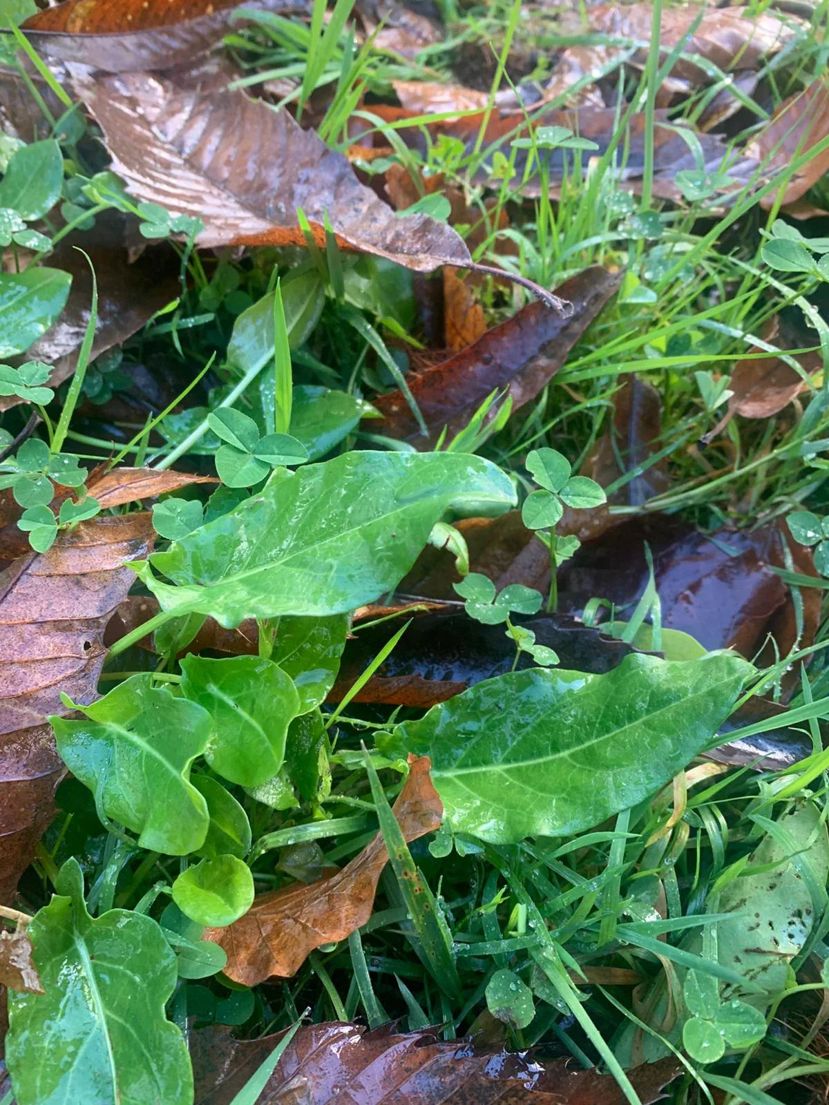 Seasonal Foraging & Wellness Workshops - Natures Alchemy