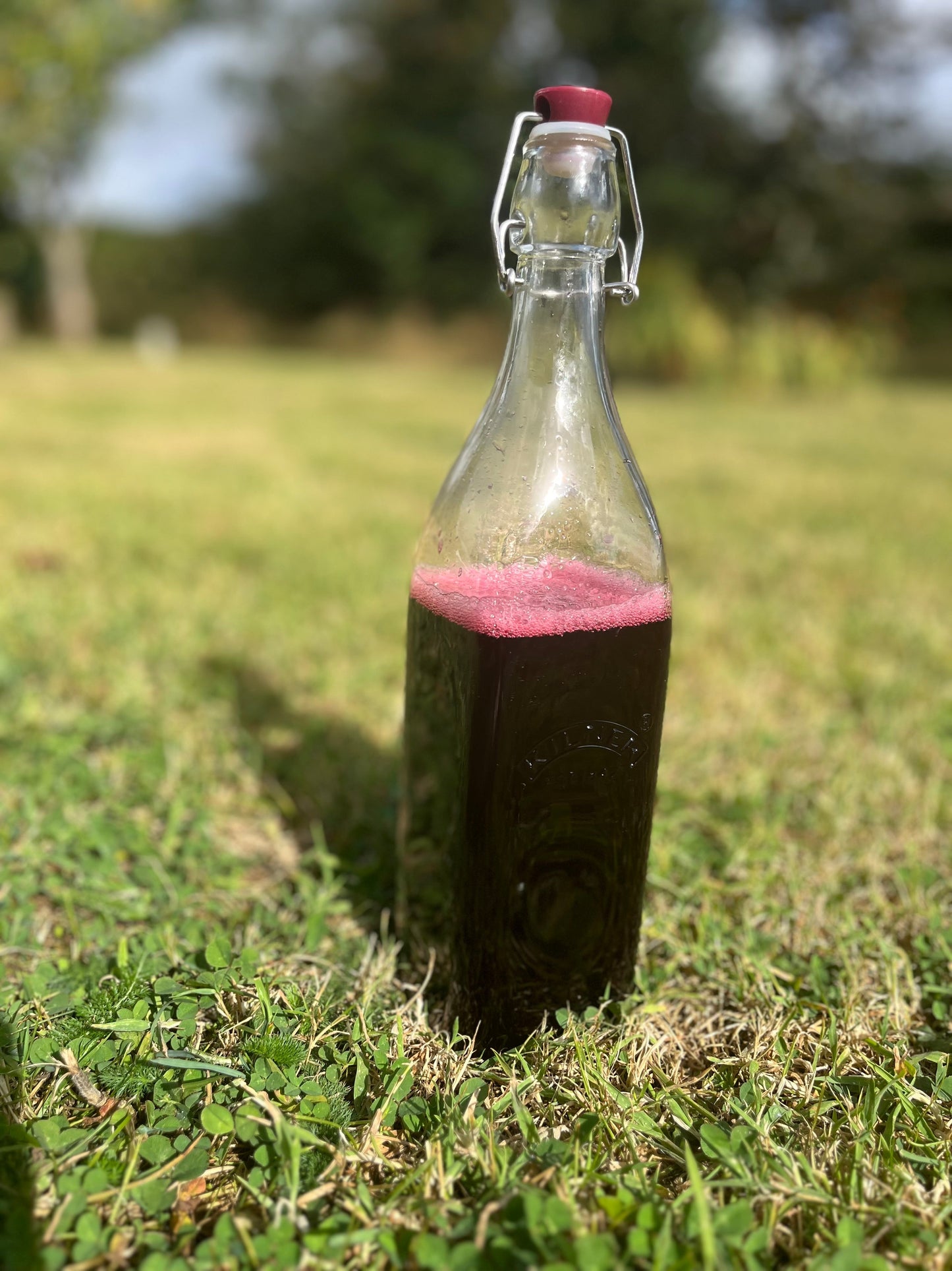 Elderberry Syrup Kit – Immune Support for Back-to-School Season