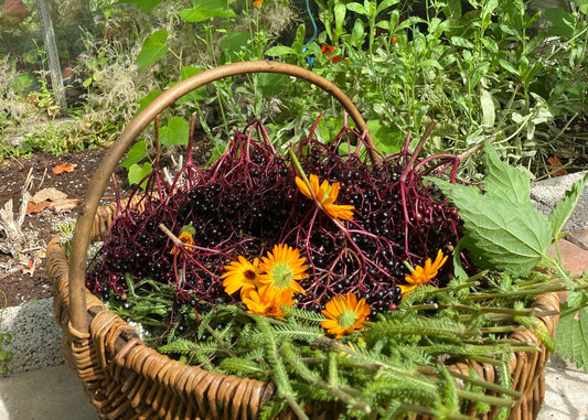 Freshly foraged elderberries and calendula flowers in a wicker basket, Irish hedgerow harvest for seasonal wellness