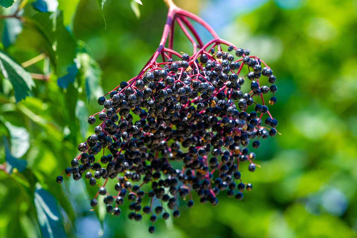 Elderberry Syrup Kit – Immune Support for Back-to-School Season