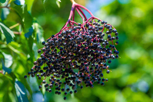Elderberry Syrup Kit – Immune Support for Back-to-School Season