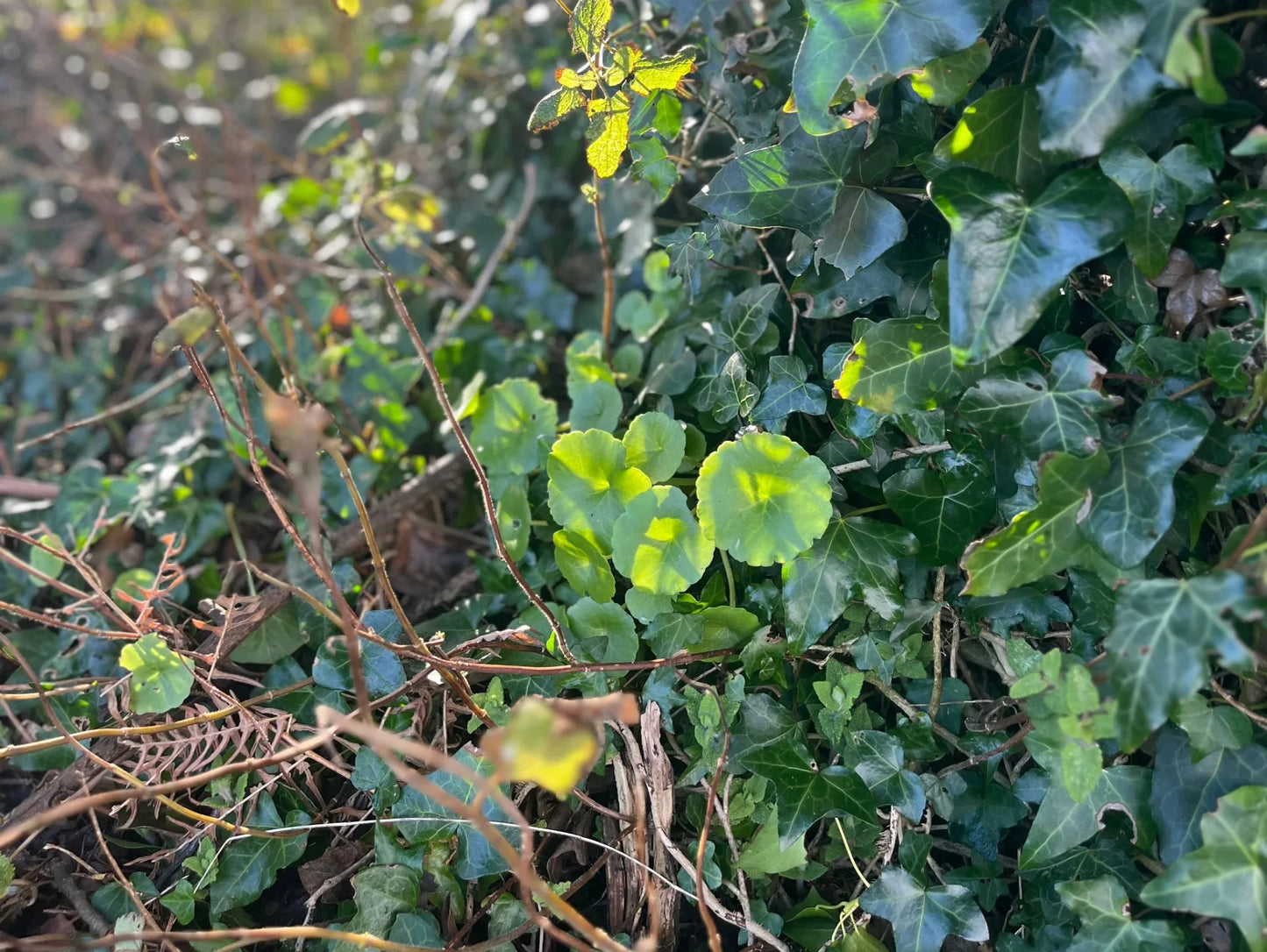 Seasonal Foraging & Wellness Workshops - Natures Alchemy