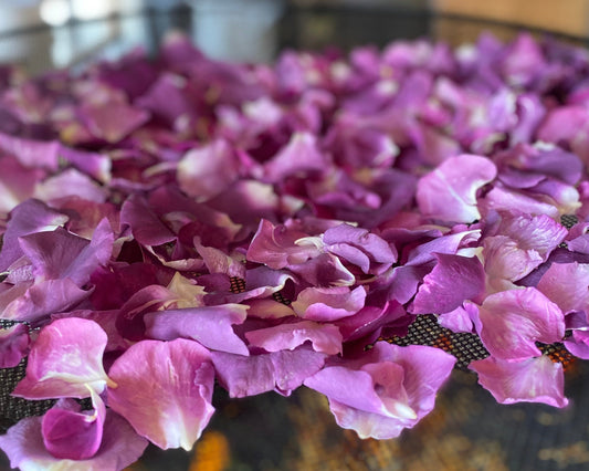 Purple rose petals drying on a mesh tray for Irish herbal-infused skincare oil by Natures Alchemy