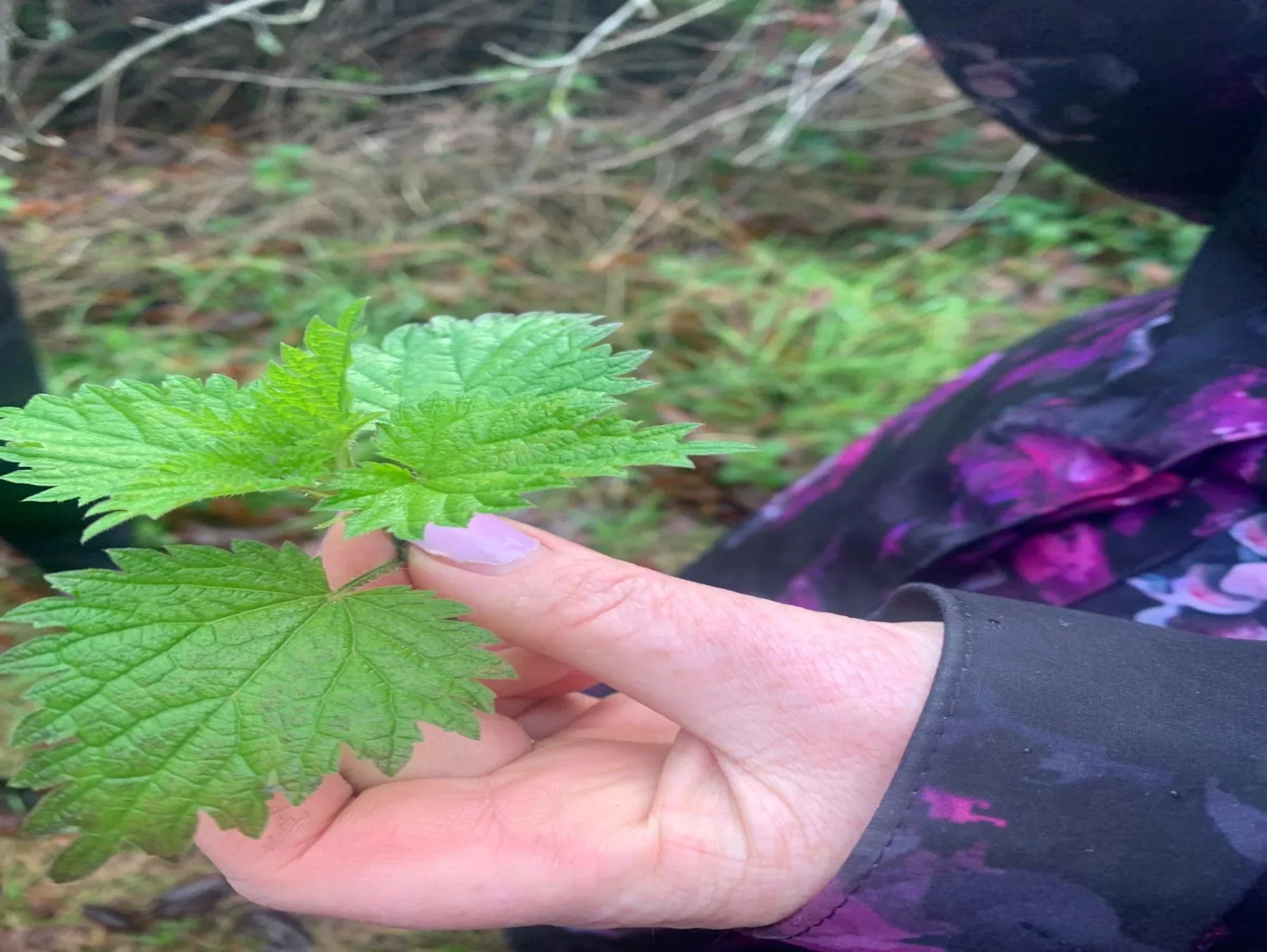 Seasonal Foraging & Wellness Workshops - Natures Alchemy