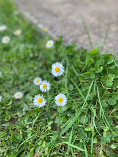 Seasonal Foraging & Wellness Retreat