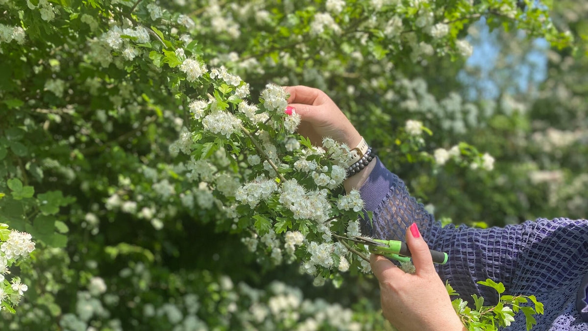 Lynn from Natures Alchemy cutting hawthorn blossom in an Irish hedgerow