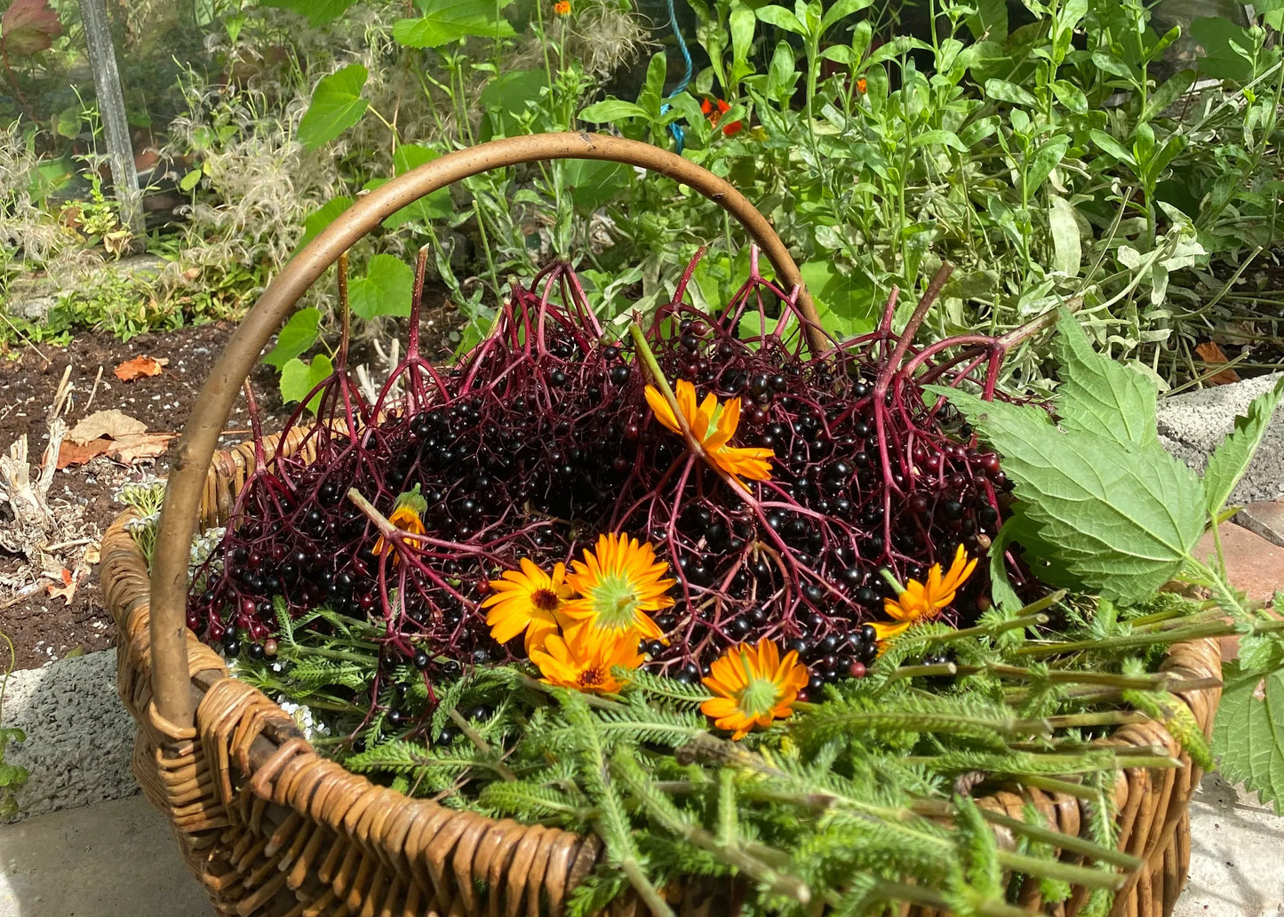 Seasonal Foraging & Wellness Retreat