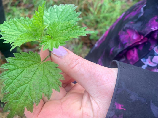 Hand holding freshly foraged spring nettle during Natures Alchemy Irish wellness workshop