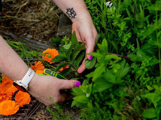 Seasonal Foraging & Wellness Retreat
